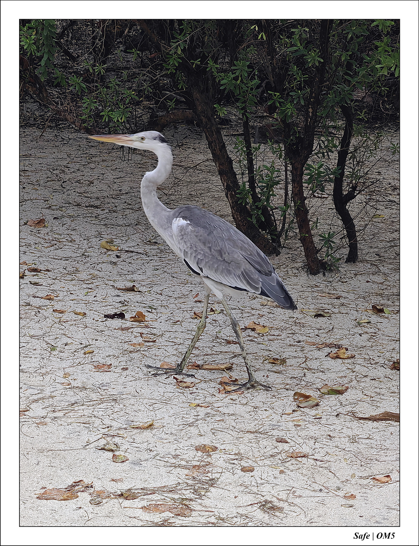 2025 - 07 - Voyage Maldives - 22